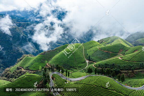 鶴峰木耳山茶園