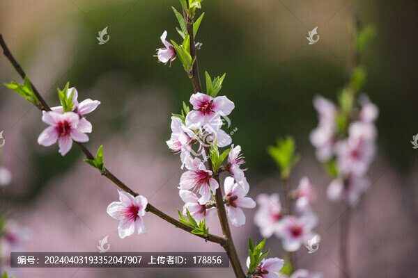 桃花滿枝頭