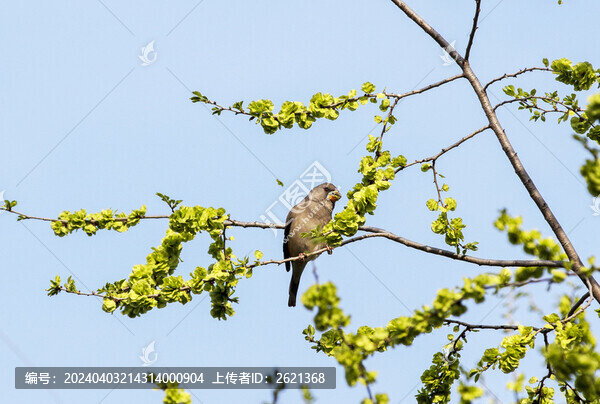 吃榆錢的鳥兒