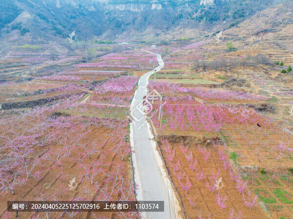 蒙陰舊寨萬畝桃花盛開