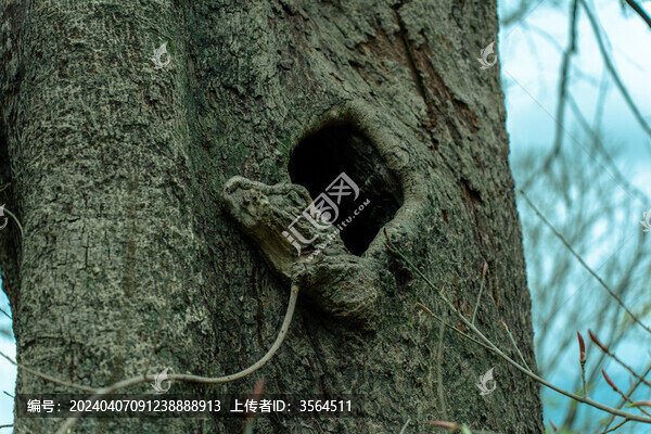 奇怪的古樹(shù)