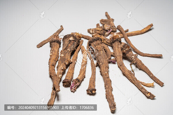 蒲公英根