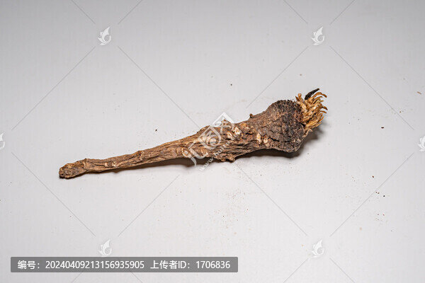 蒲公英根