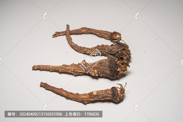 蒲公英根