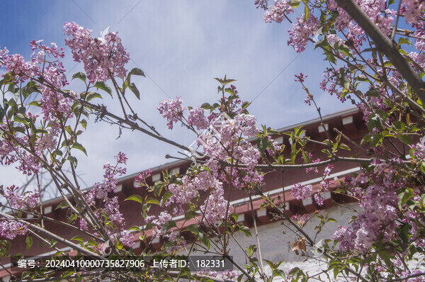丁香花開(kāi)了