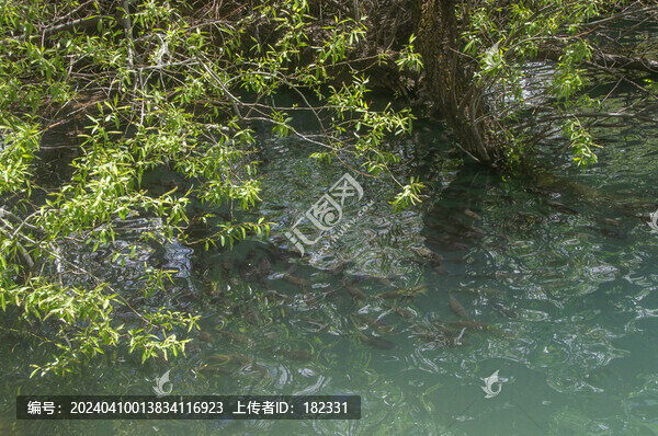 魚潭魚群