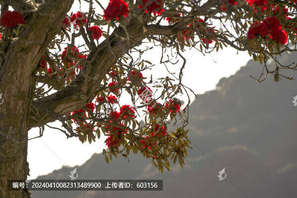 永德大雪山杜鵑花