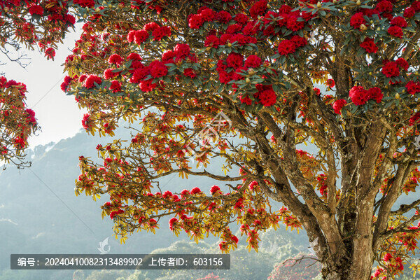 永德大雪山杜鵑花