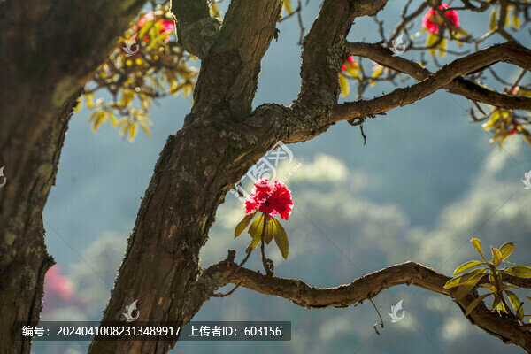 永德大雪山杜鵑花