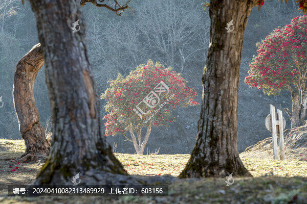 永德大雪山杜鵑花