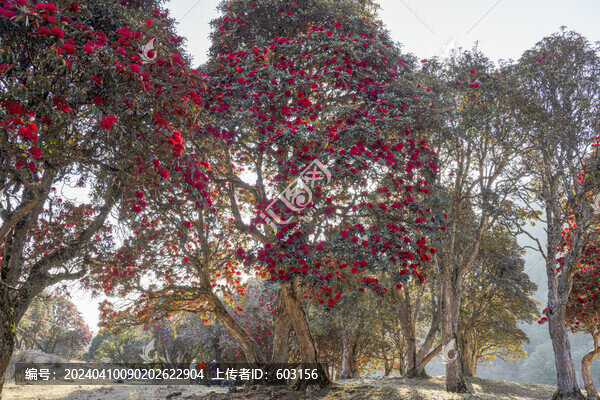 永德大雪山杜鵑花