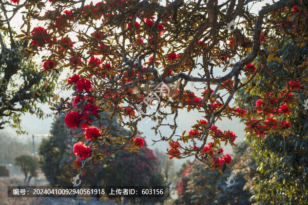 永德大雪山杜鵑花