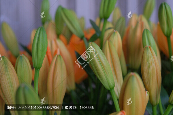 百合花