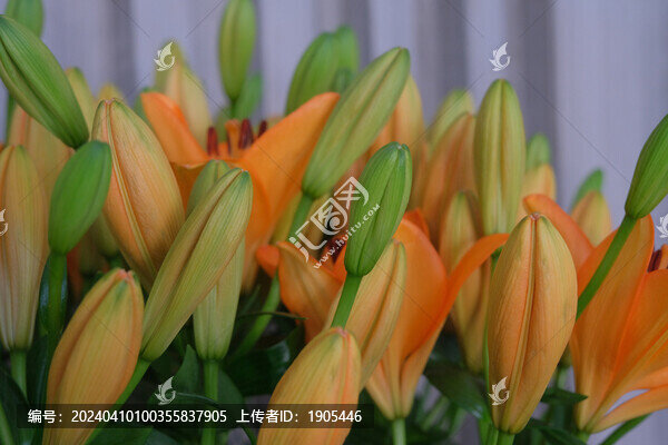 百合花