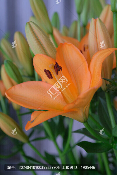 百合花