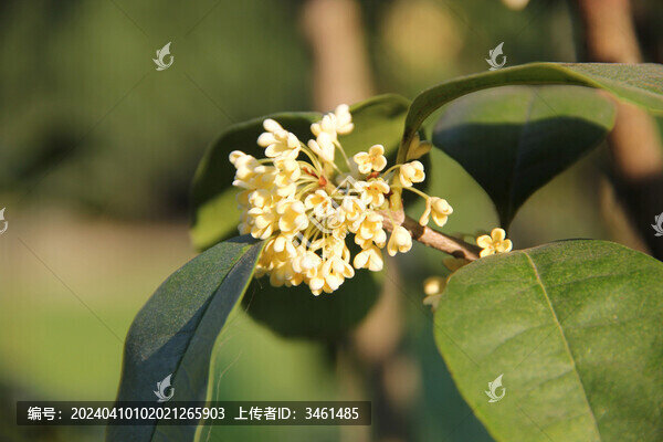 桂花花瓣葉子