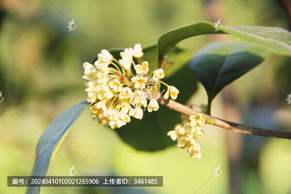 桂花月桂盛開(kāi)