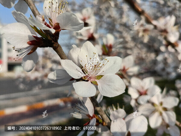 桃花