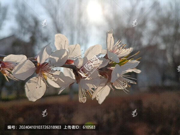桃花逆光