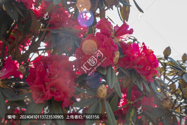 永德大雪山杜鵑花