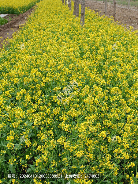 油菜花開了
