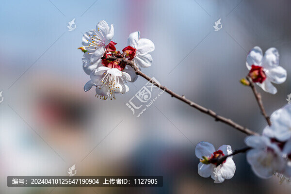 杏花