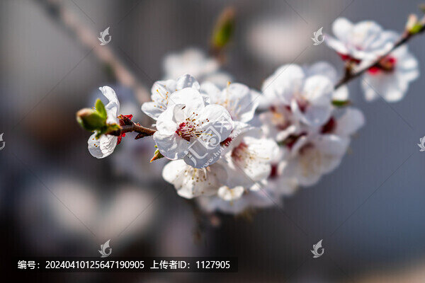 杏花