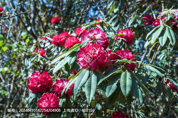 永德大雪山杜鵑花