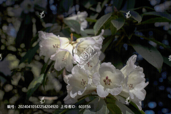 永德大雪山杜鵑花