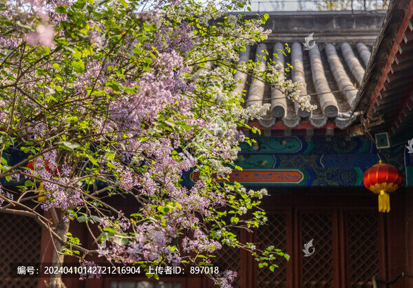 法源寺丁香花開