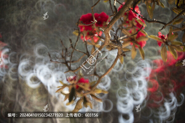 永德大雪山杜鵑花