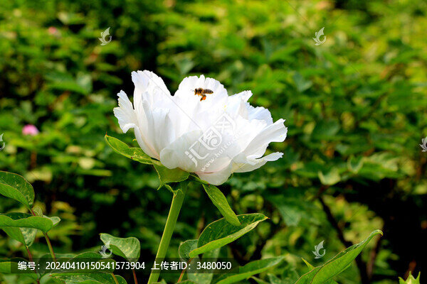 牡丹花