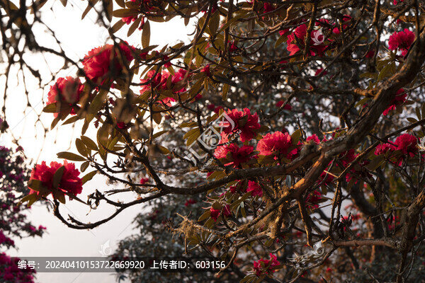 永德大雪山杜鵑花