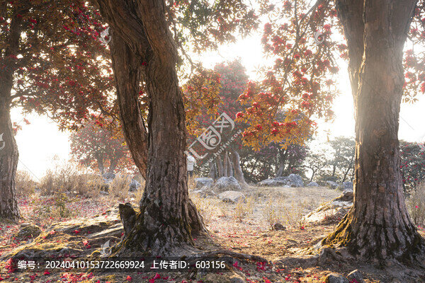 永德大雪山杜鵑花