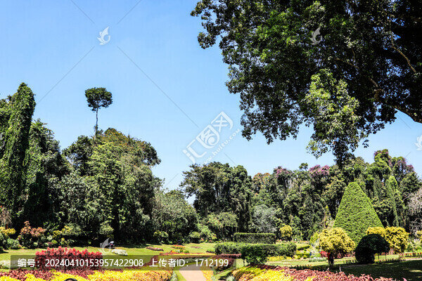 斯里蘭卡康提皇家植物園
