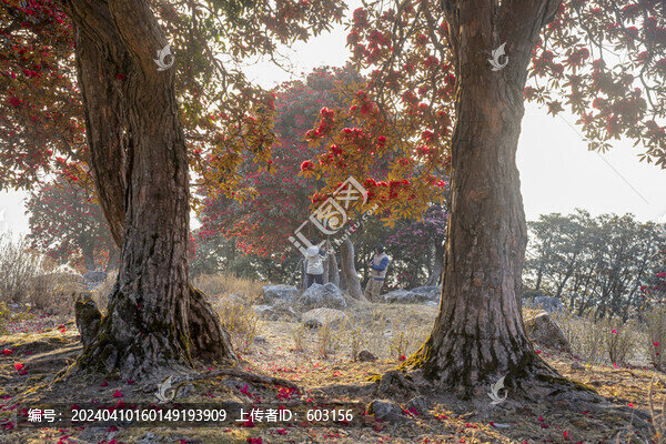 永德大雪山杜鵑花