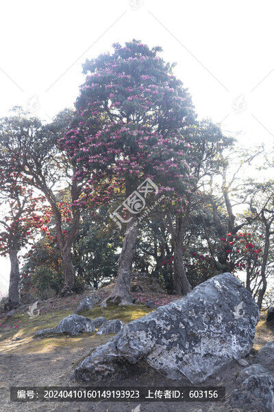永德大雪山杜鵑花