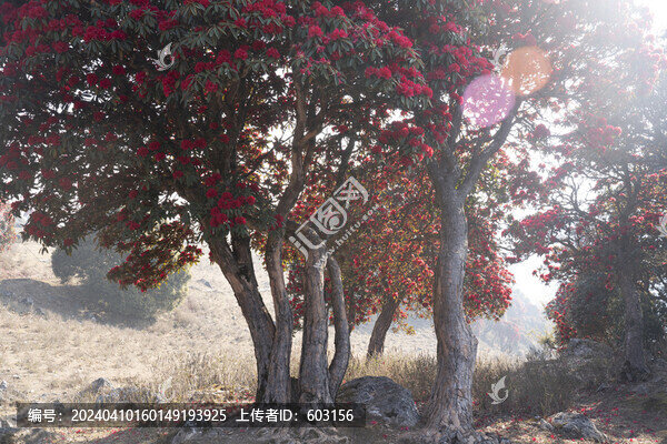 永德大雪山杜鵑花