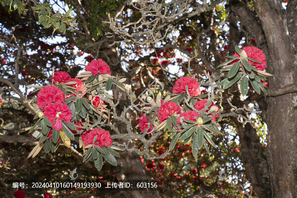 永德大雪山杜鵑花