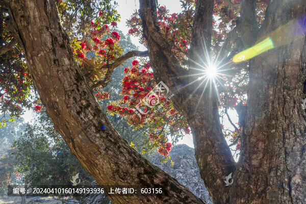 永德大雪山杜鵑花