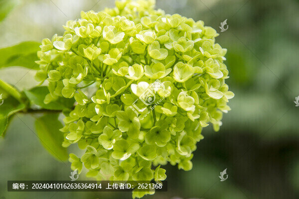 秀球花綠色