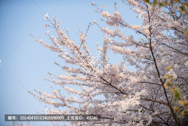 櫻花