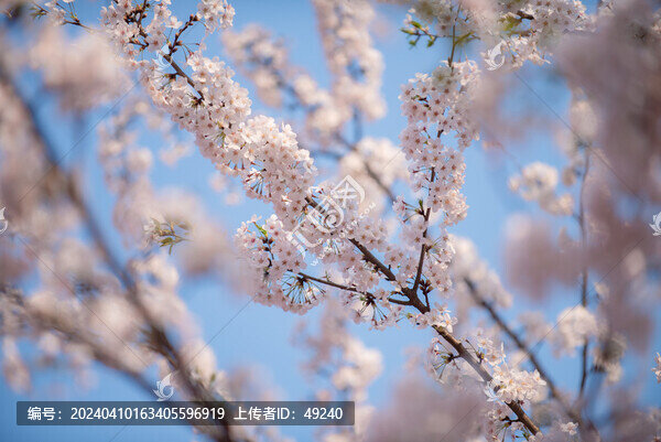 櫻花