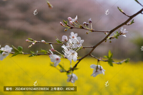 櫻花