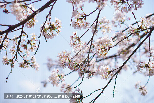 櫻花
