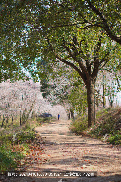 櫻花小道