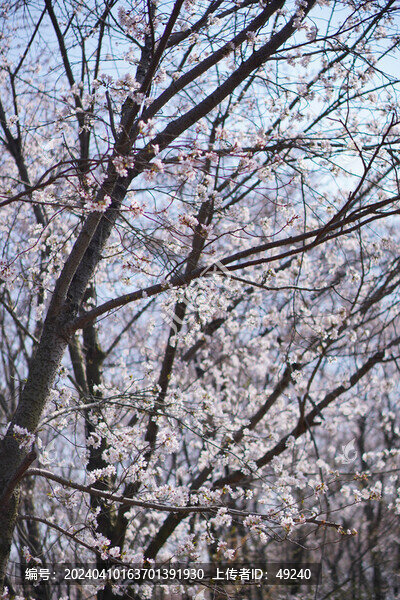 櫻花
