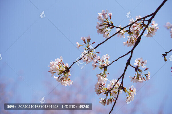 櫻花