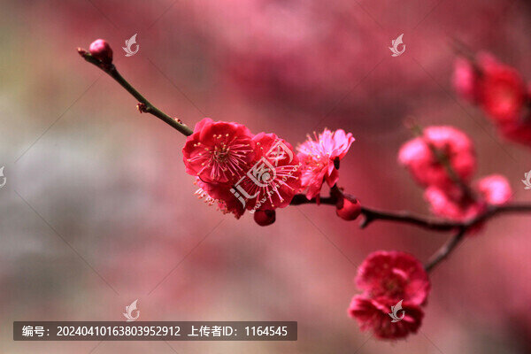 梅花