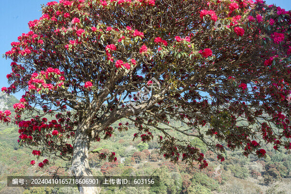 永德大雪山杜鵑花
